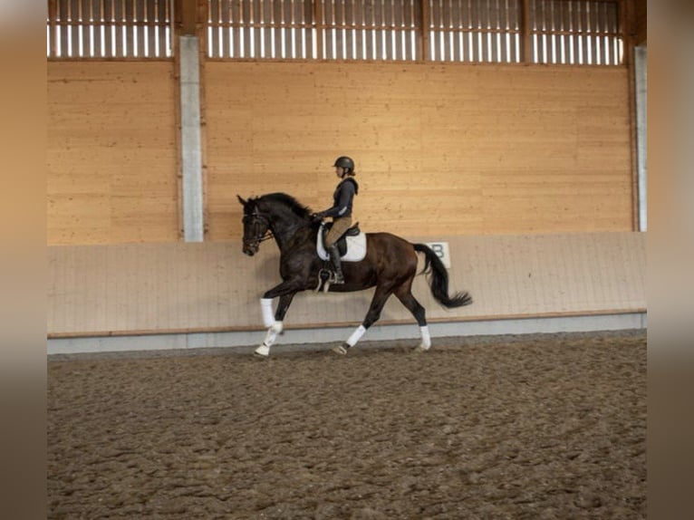 Caballo de deporte alemán Yegua 7 años 178 cm Castaño in Schwerin
