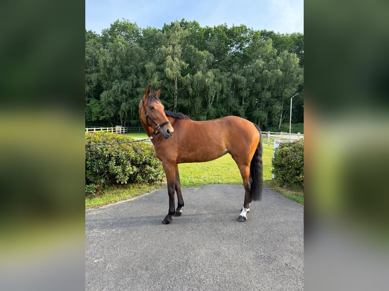 Caballo de deporte alemán Yegua 7 años Castaño in Thuine