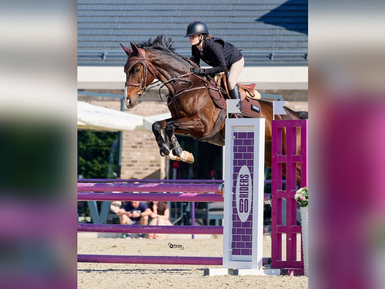 Caballo de deporte alemán Yegua 7 años Castaño rojizo in Dârza