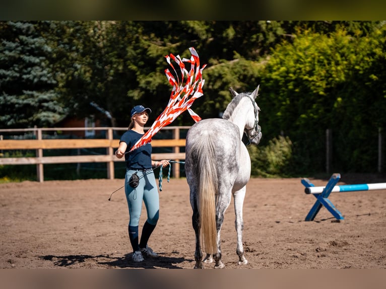 Caballo de deporte alemán Yegua 8 años 158 cm Tordo picazo in Bernau