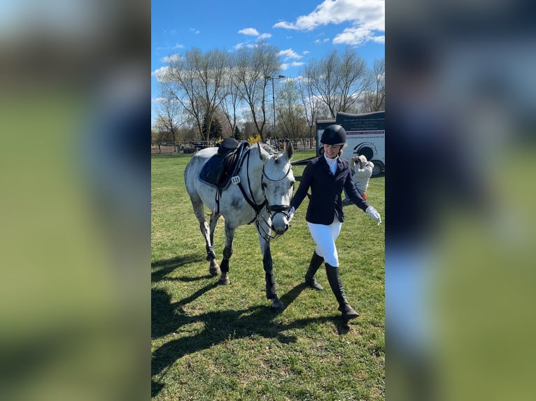 Caballo de deporte alemán Yegua 8 años 158 cm Tordo picazo in Bernau