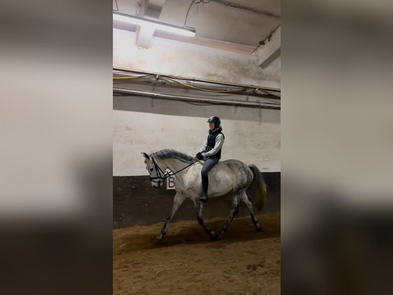 Caballo de deporte alemán Yegua 8 años 158 cm Tordo picazo in Bernau