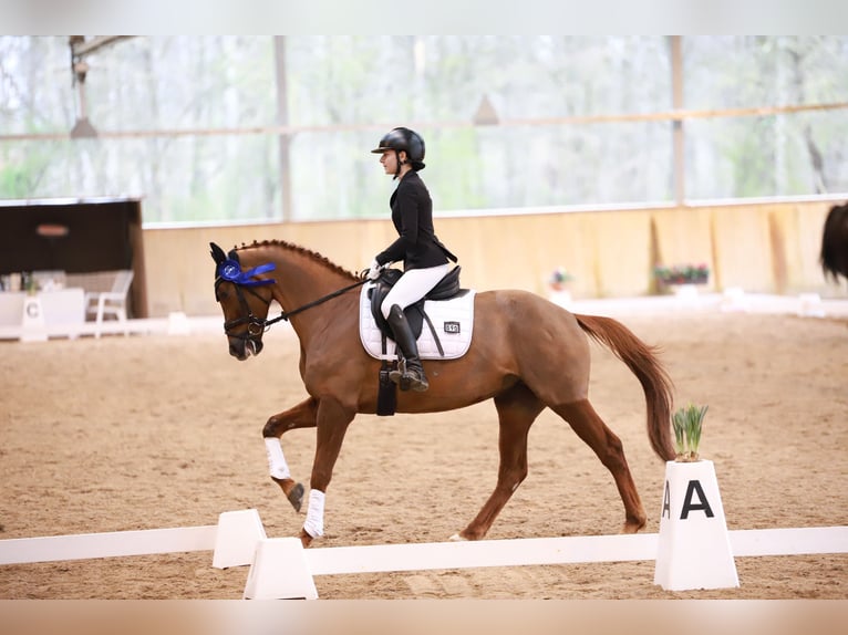 Caballo de deporte alemán Yegua 8 años 160 cm Alazán-tostado in Offenburg