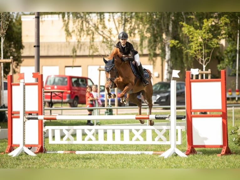 Caballo de deporte alemán Yegua 8 años 160 cm Alazán-tostado in Offenburg