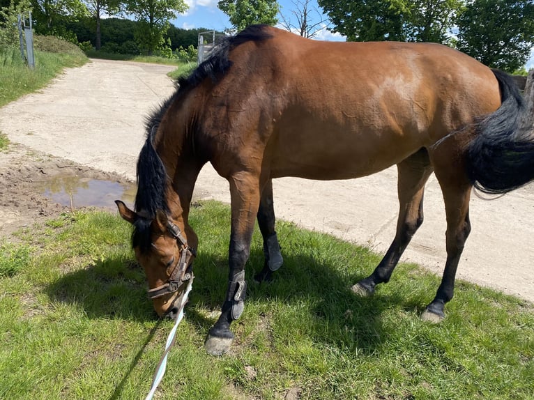 Caballo de deporte alemán Yegua 8 años 160 cm Castaño in Bad Frankenhausen