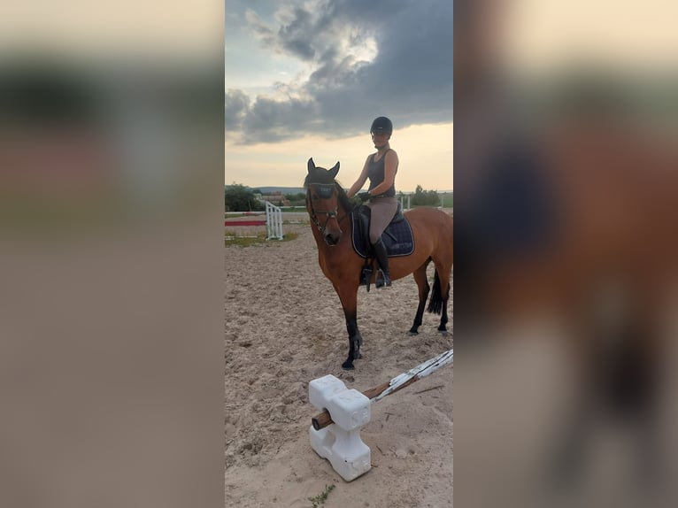 Caballo de deporte alemán Yegua 8 años 160 cm Castaño in Bad Frankenhausen