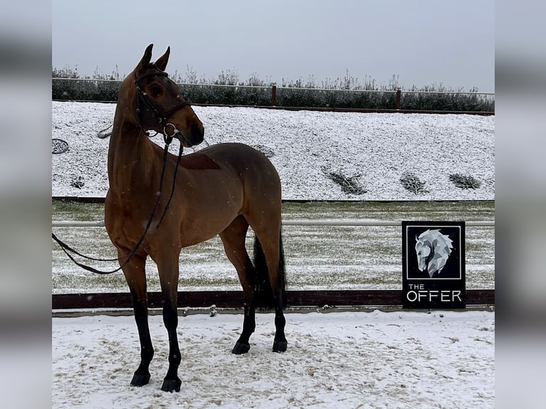 Caballo de deporte alemán Yegua 8 años 161 cm Castaño in Mengen