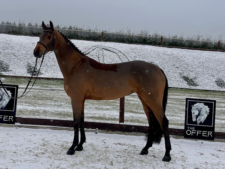 Caballo de deporte alemán Yegua 8 años 161 cm Castaño in Mengen