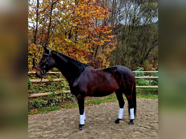 Caballo de deporte alemán Yegua 8 años 162 cm Castaño oscuro in Gummern