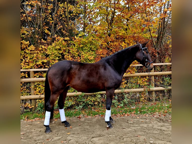 Caballo de deporte alemán Yegua 8 años 162 cm Castaño oscuro in Gummern