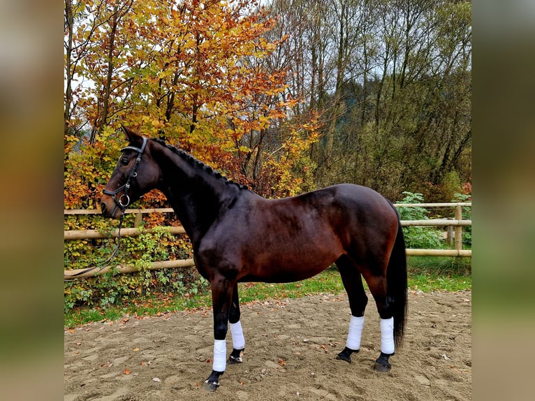 Caballo de deporte alemán Yegua 8 años 162 cm Castaño oscuro in Gummern