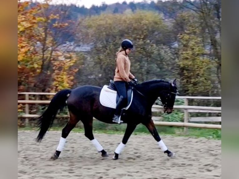 Caballo de deporte alemán Yegua 8 años 162 cm Castaño oscuro in Gummern