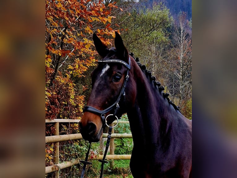 Caballo de deporte alemán Yegua 8 años 162 cm Castaño oscuro in Gummern