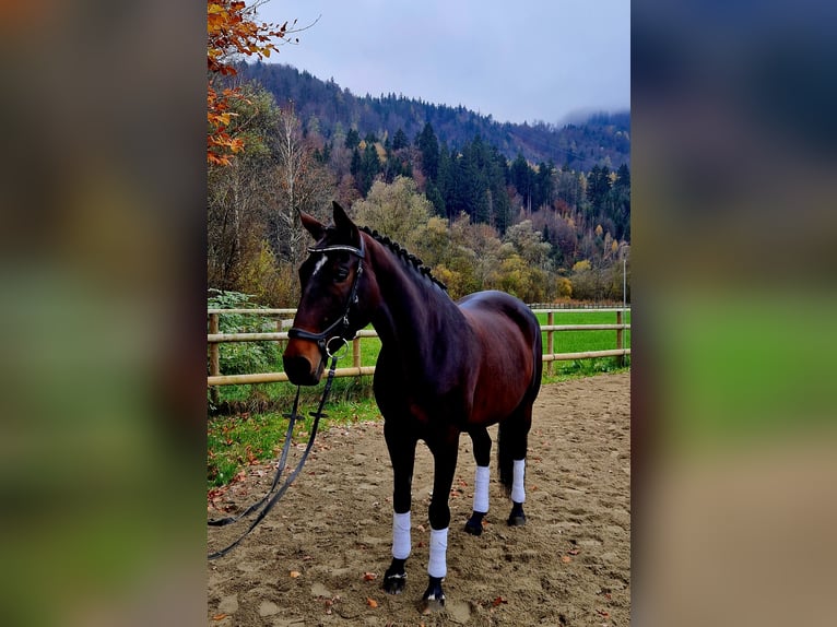 Caballo de deporte alemán Yegua 8 años 162 cm Castaño oscuro in Gummern