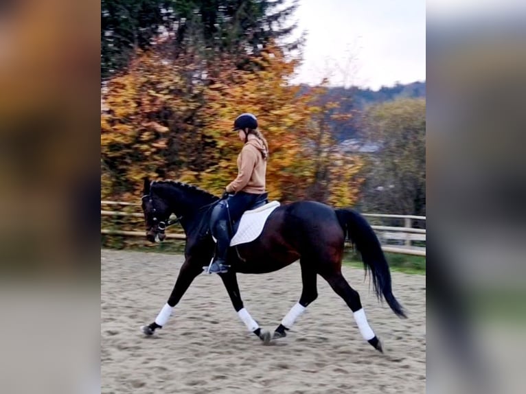 Caballo de deporte alemán Yegua 8 años 162 cm Castaño oscuro in Gummern