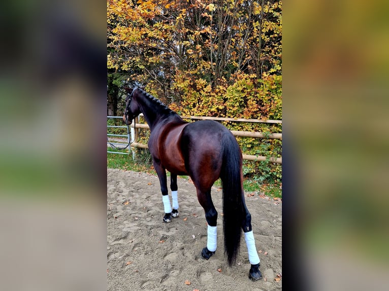 Caballo de deporte alemán Yegua 8 años 162 cm Castaño oscuro in Gummern