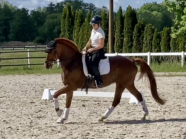 Caballo de deporte alemán Yegua 8 años 163 cm Alazán in Schmogrow-Fehrow