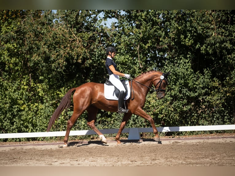 Caballo de deporte alemán Yegua 8 años 163 cm Alazán in Herbolzheim