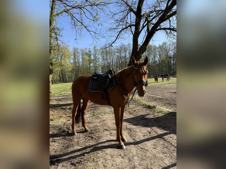 Caballo de deporte alemán Yegua 8 años 163 cm Alazán in Schnega Schnega