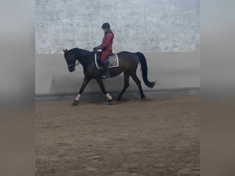 Caballo de deporte alemán Yegua 8 años 163 cm Castaño in Nordheim