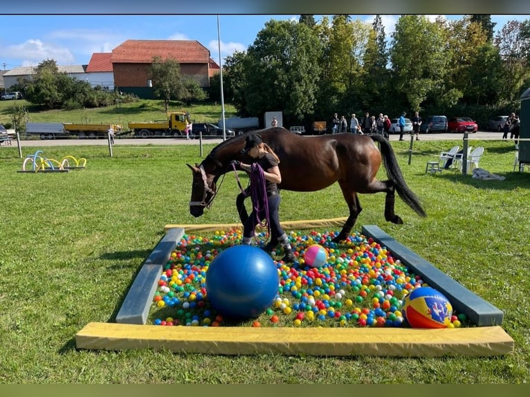 Caballo de deporte alemán Yegua 8 años 163 cm Castaño in Nordheim