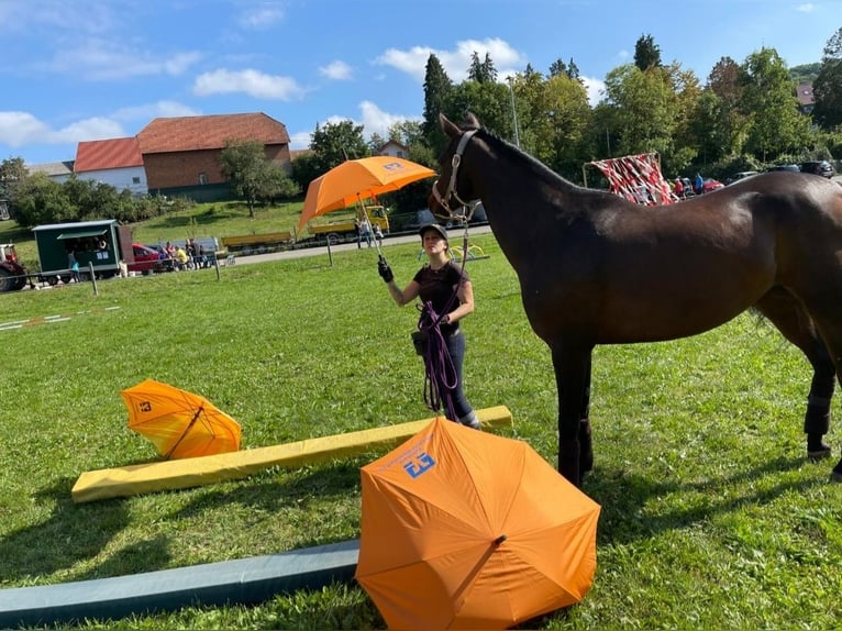 Caballo de deporte alemán Yegua 8 años 163 cm Castaño in Nordheim