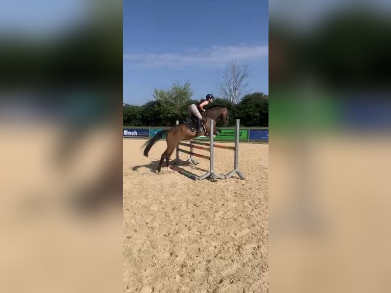 Caballo de deporte alemán Yegua 8 años 163 cm Castaño in Günzburg