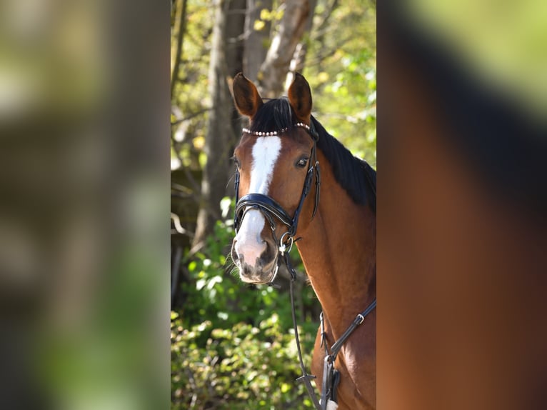 Caballo de deporte alemán Yegua 8 años 163 cm Castaño in Müncheberg