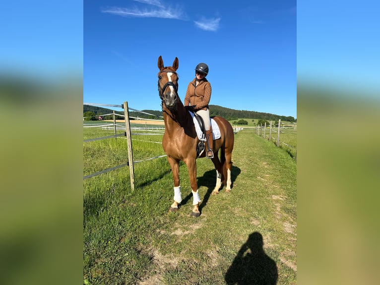 Caballo de deporte alemán Yegua 8 años 164 cm Alazán in Thalmässing