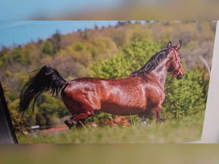 Caballo de deporte alemán Yegua 8 años 164 cm Castaño in Welzheim