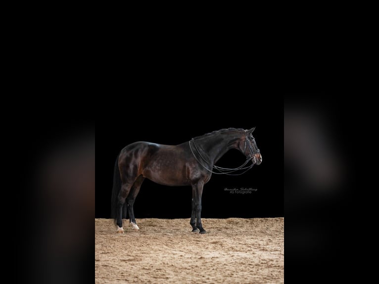 Caballo de deporte alemán Yegua 8 años 164 cm Castaño oscuro in Herrenberg