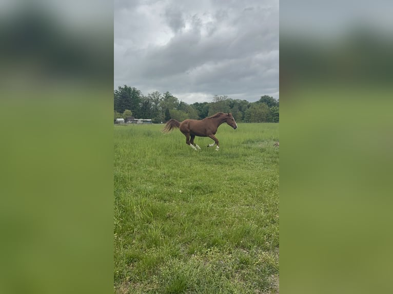 Caballo de deporte alemán Yegua 8 años 165 cm Alazán in Ketzin
