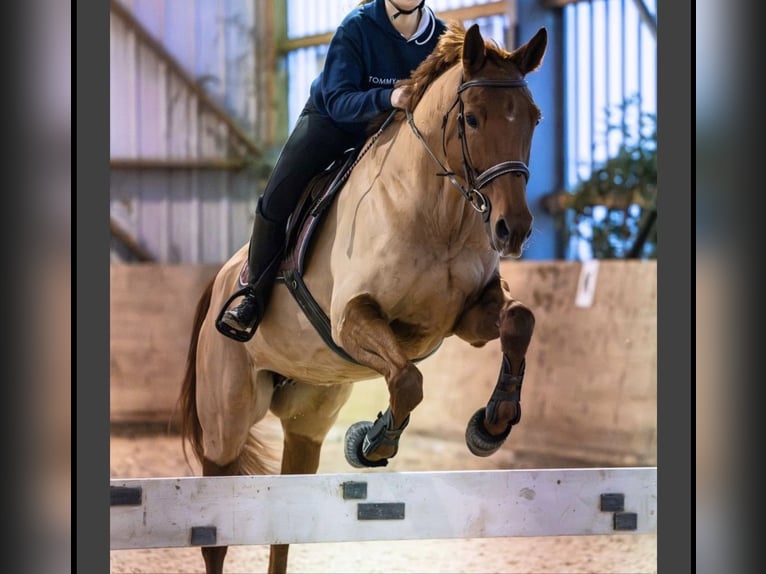 Caballo de deporte alemán Yegua 8 años 165 cm Alazán in Schleithal