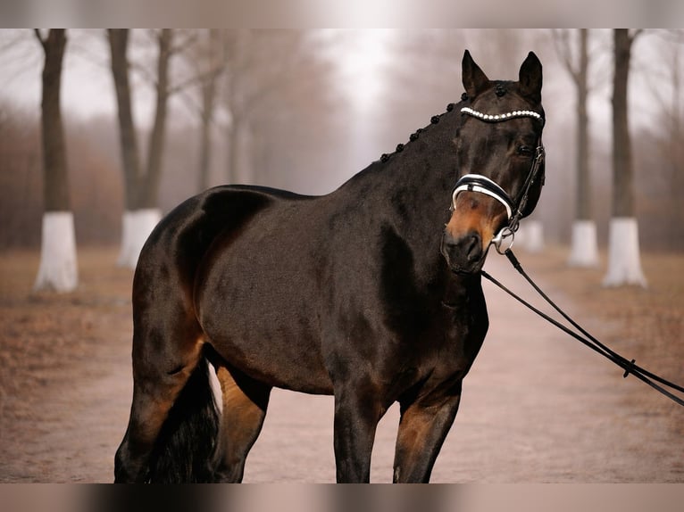 Caballo de deporte alemán Yegua 8 años 165 cm Castaño in Budapest