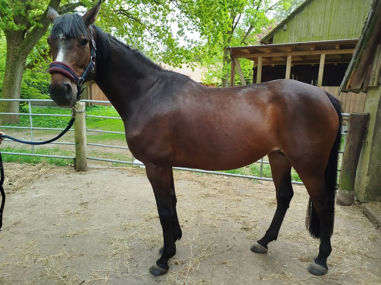 Caballo de deporte alemán Yegua 8 años 165 cm Castaño in Jesteburg