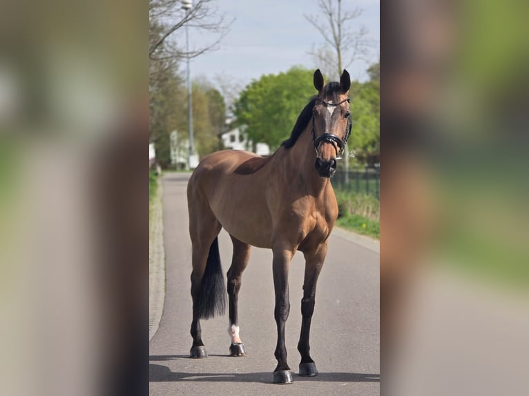 Caballo de deporte alemán Yegua 8 años 165 cm Castaño in Someren