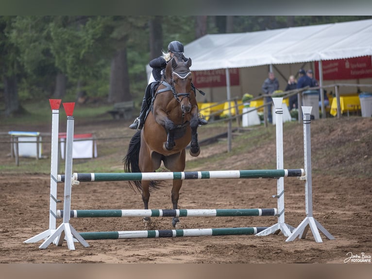 Caballo de deporte alemán Yegua 8 años 165 cm Castaño in Schauerberg
