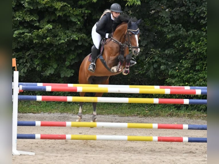 Caballo de deporte alemán Yegua 8 años 165 cm Castaño in Riedering