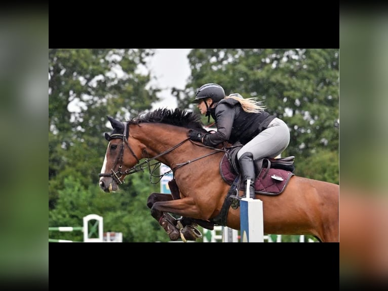 Caballo de deporte alemán Yegua 8 años 165 cm Castaño in Riedering