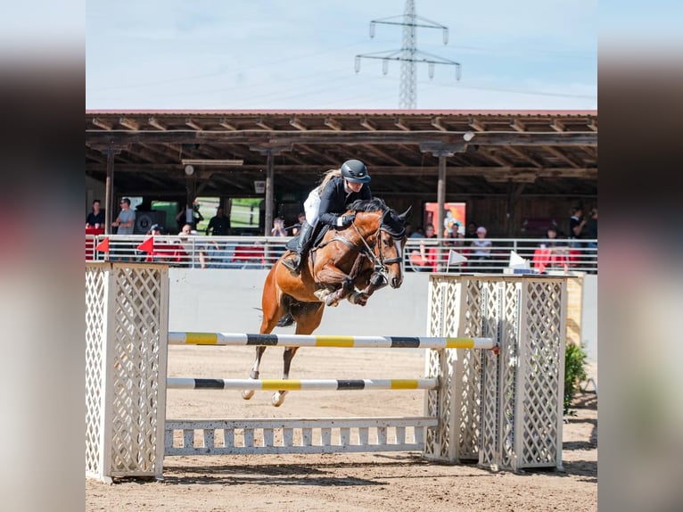 Caballo de deporte alemán Yegua 8 años 165 cm Castaño in Riedering