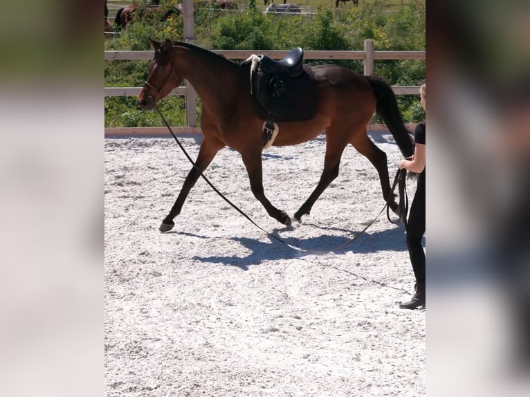 Caballo de deporte alemán Yegua 8 años 165 cm Castaño oscuro in Göda