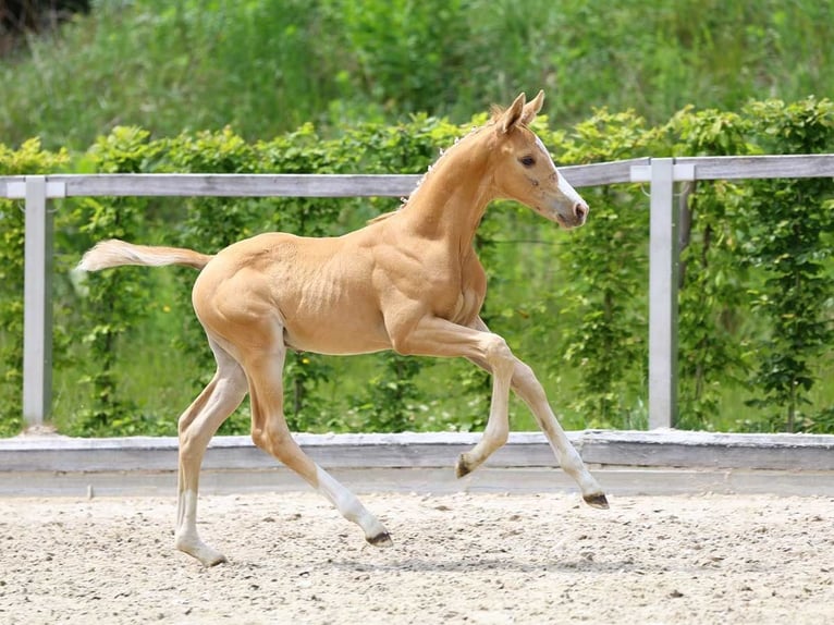 Caballo de deporte alemán Yegua 8 años 165 cm Castaño oscuro in Göda
