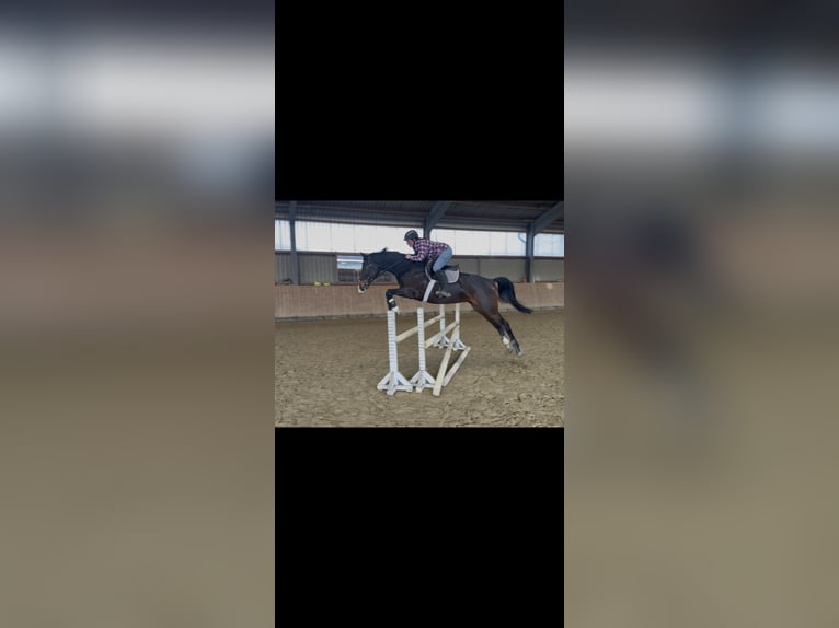 Caballo de deporte alemán Yegua 8 años 165 cm Morcillo in Übach-Palenberg