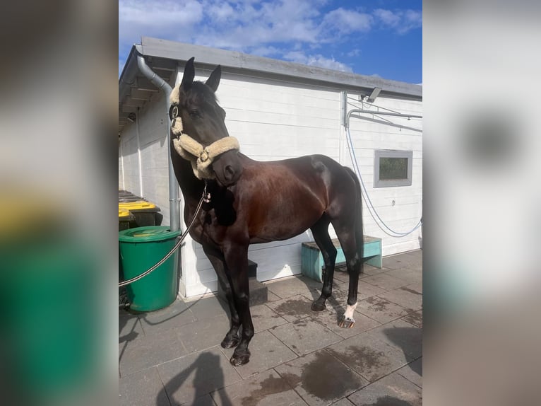 Caballo de deporte alemán Yegua 8 años 165 cm Morcillo in G&#xFC;tersloh