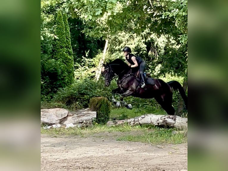 Caballo de deporte alemán Yegua 8 años 165 cm Morcillo in G&#xFC;tersloh