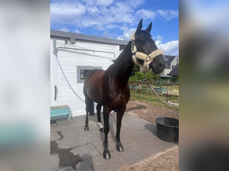Caballo de deporte alemán Yegua 8 años 165 cm Morcillo in G&#xFC;tersloh