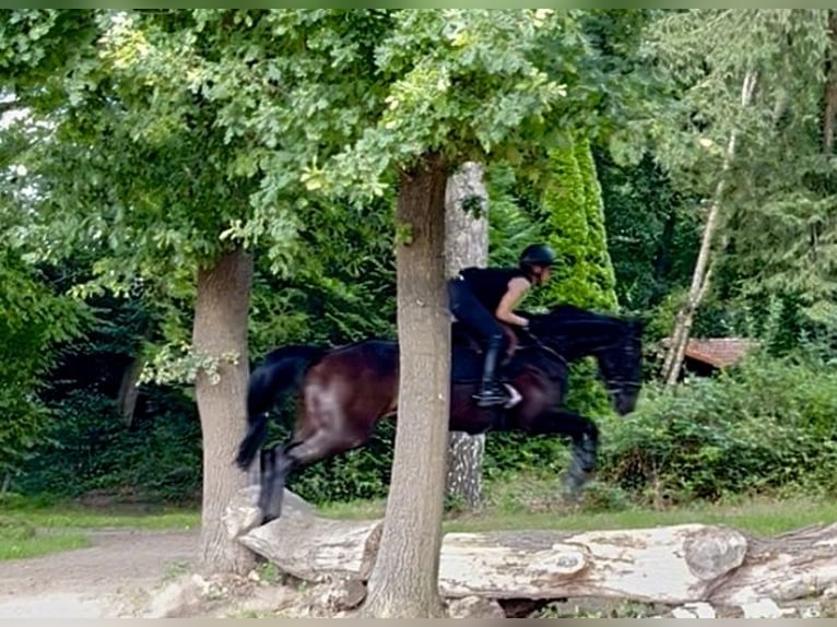 Caballo de deporte alemán Yegua 8 años 165 cm Morcillo in G&#xFC;tersloh