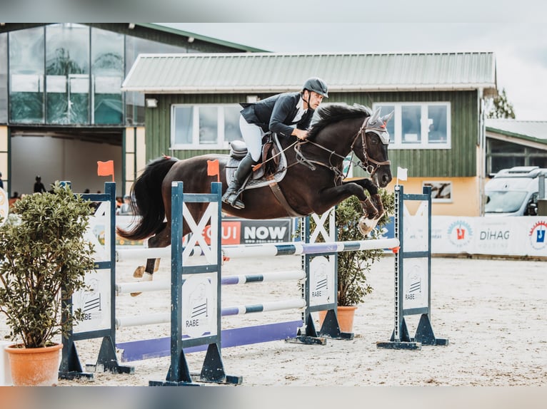 Caballo de deporte alemán Yegua 8 años 165 cm Morcillo in Glashütte