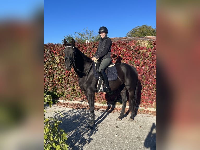 Caballo de deporte alemán Yegua 8 años 165 cm Negro in Bad Endorf