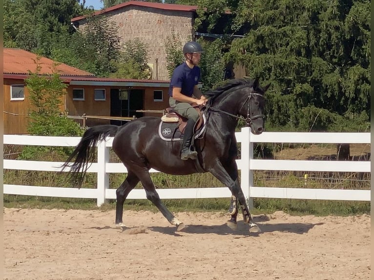 Caballo de deporte alemán Yegua 8 años 165 cm Negro in Neustadt in Sachsen
